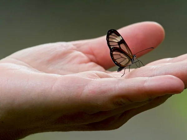Крупный План Стеклянной Бабочки Грета Ото Отдыхающей Рукой Вилькабамбе Эквадор — стоковое фото