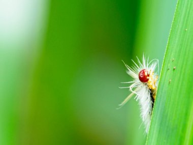 Vilcabamba, Ekvador 'da yaprağın arkasına saklanan parlak renkli kıllı bir katepilin yakın çekimi..