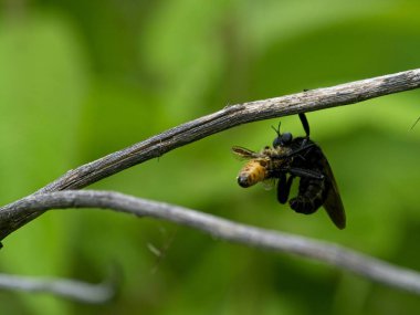 Vilcabamba, Ekvador 'da dalından sarkan büyük siyah bir eşekarısı.. 