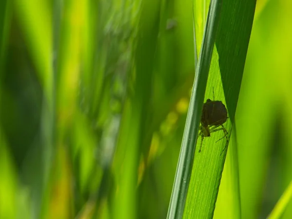 Detailní Záběr Pavouka Tvořícího Pavučinu Kořistí Ukrytou Mezi Zelenými Travními — Stock fotografie