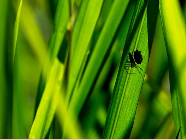 Close Van Een Spinnenweb Met Prooi Verborgen Tussen Groene Grassprieten — Stockfoto