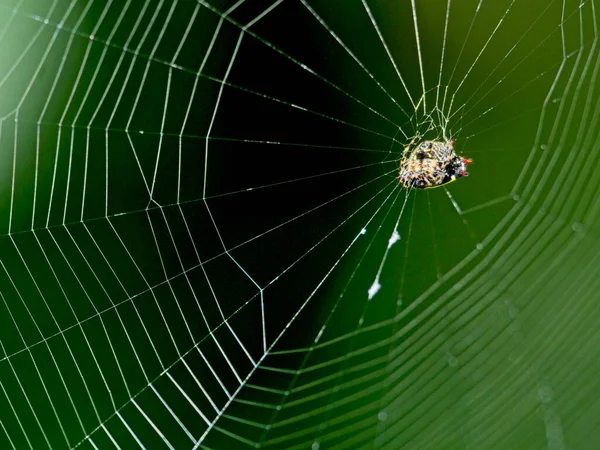 Павук Павук Звисає Посередині Складної Павутини Вілкабамбі Еквадор — стокове фото