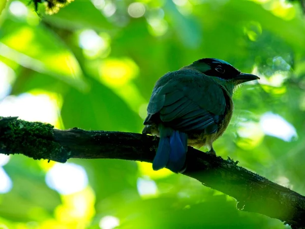Detailní Portrét Barevného Tropického Ptáka Modrokorunovaného Motmot Momotus Momota Usazeného — Stock fotografie