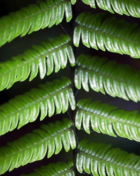 Macro Shot Symétrie Dans Les Plantes Nature Santa Elena Cloud — Photo