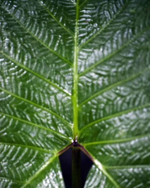 Macro Shot Symétrie Dans Les Plantes Nature Santa Elena Cloud — Photo