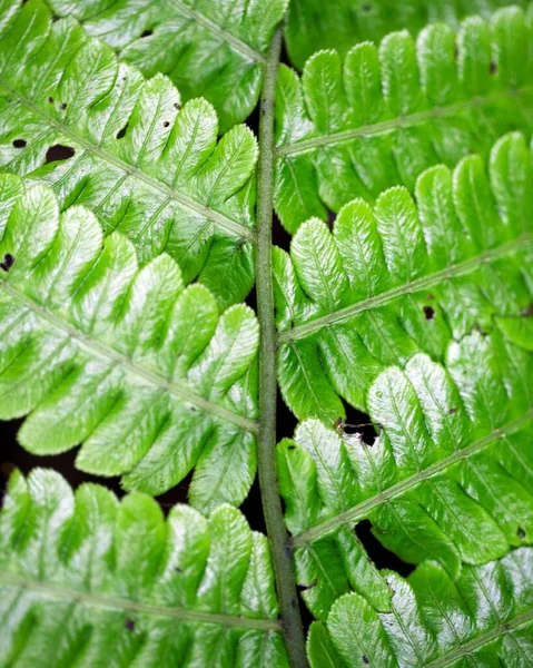 Makro Lövés Szimmetria Növények Természet Santa Elena Cloud Forest Reserve — Stock Fotó