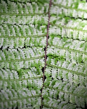 Santa Elena Bulut Ormanı ve Kosta Rika 'daki bitki ve doğada makro simetri..