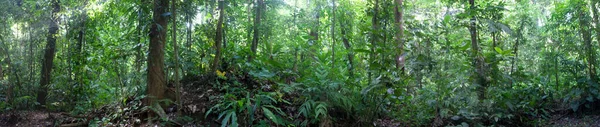 Panorama Zeleného Deštného Pralesa Hluboko Parque Nacional Corcovado Kostarice — Stock fotografie