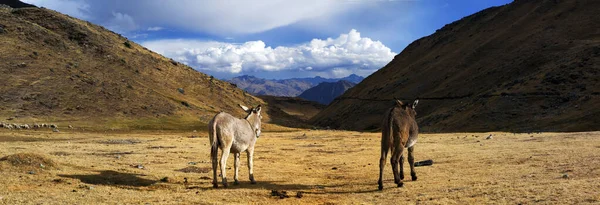 Panorama Duas Mulas Solitárias Contra Pano Fundo Montanhas Nevadas Vale — Fotografia de Stock