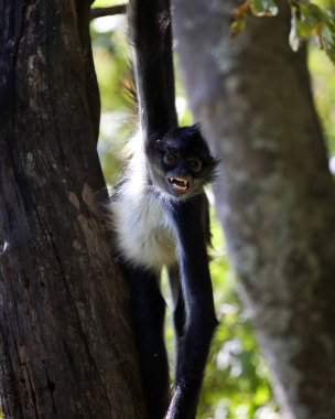 Guatemala, Lago de Atitlan 'da ağaçtan sarkan komik suratlı Örümcek Maymunun (Ateles geoffroyi) yakın portresi.