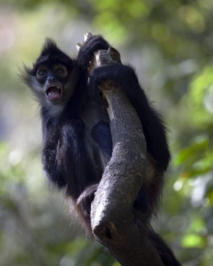 Guatemala, Lago de Atitlan 'da ağaçtan sarkan komik suratlı Örümcek Maymunun (Ateles geoffroyi) yakın portresi.