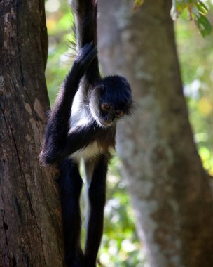 Guatemala, Lago de Atitlan 'da ağaçtan sarkan komik suratlı Örümcek Maymunun (Ateles geoffroyi) yakın portresi.