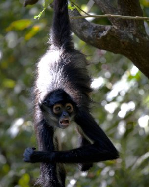Guatemala, Lago de Atitlan 'da ağaçtan sarkan komik suratlı Örümcek Maymunun (Ateles geoffroyi) yakın portresi.