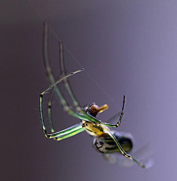 Makro Kép Egy Fényesen Színezett Arany Gömb Weaver Nephila Edulis — Stock Fotó