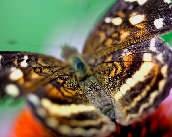 Imagen Macro Una Mariposa Colores Brillantes Descansando Alimentándose Flores Lago — Foto de Stock