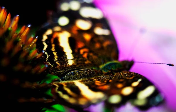 危地马拉阿蒂特兰湖一只色彩艳丽的蝴蝶在花朵上休息和觅食的宏观图像 — 图库照片