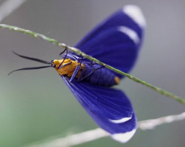 危地马拉阿蒂特兰湖中一只色彩艳丽的蓝色和黄色飞蛾在花朵上休息和觅食的宏观图像 图库照片
