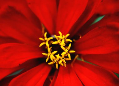 Renkli çiçeklerin makro görüntüsü soyut arka planlar oluşturuyor ve doğadaki desenleri ve çizgileri gösteriyor Atitlan Gölü, Guatemala.