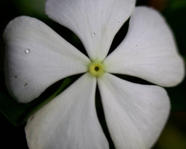 Renkli çiçeklerin makro görüntüsü soyut arka planlar oluşturuyor ve doğadaki desenleri ve çizgileri gösteriyor Atitlan Gölü, Guatemala.