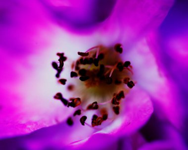 Renkli çiçeklerin makro görüntüsü soyut arka planlar oluşturuyor ve doğadaki desenleri ve çizgileri gösteriyor Atitlan Gölü, Guatemala.