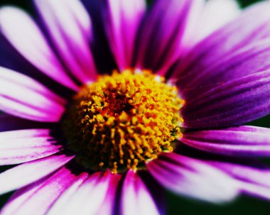 Renkli çiçeklerin makro görüntüsü soyut arka planlar oluşturuyor ve doğadaki desenleri ve çizgileri gösteriyor Atitlan Gölü, Guatemala.