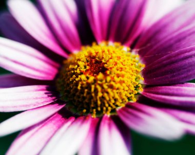 Renkli çiçeklerin makro görüntüsü soyut arka planlar oluşturuyor ve doğadaki desenleri ve çizgileri gösteriyor Atitlan Gölü, Guatemala.