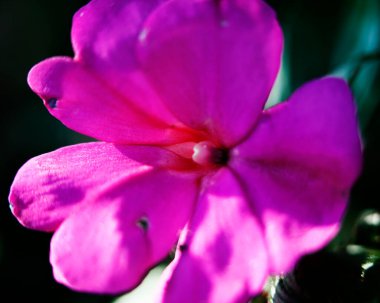 Renkli çiçeklerin makro görüntüsü soyut arka planlar oluşturuyor ve doğadaki desenleri ve çizgileri gösteriyor Atitlan Gölü, Guatemala.