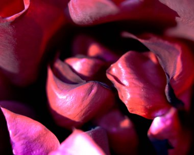 Renkli çiçeklerin makro görüntüsü soyut arka planlar oluşturuyor ve doğadaki desenleri ve çizgileri gösteriyor Atitlan Gölü, Guatemala.