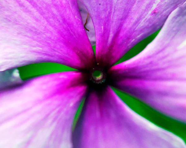 Makro Obraz Barevných Květin Tvořících Abstraktní Pozadí Vzory Zobrazující Vzory — Stock fotografie