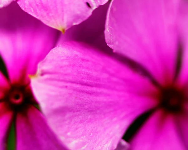 Imagem Macro Flores Coloridas Formando Fundos Abstratos Desenhos Mostrando Padrões — Fotografia de Stock