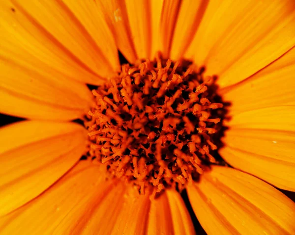 Makro Obraz Kolorowych Kwiatów Tworzących Abstrakcyjne Tła Wzory Pokazujące Wzory — Zdjęcie stockowe