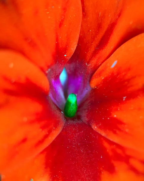 Макроизображение Красочных Цветов Образующих Абстрактные Фон Рисунки Показывающие Узоры Линии — стоковое фото