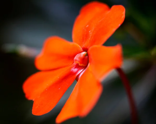 Makroaufnahme Bunter Blumen Die Abstrakte Hintergründe Bilden Und Muster Und — Stockfoto