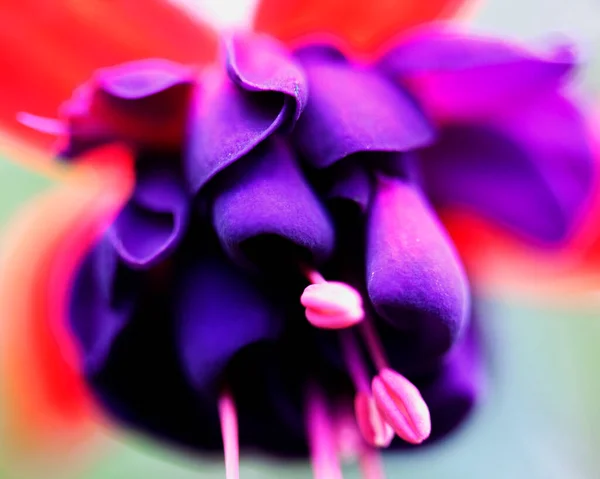 Macro Image Colorful Flowers Forming Abstract Backgrounds Designs Showing Patterns — Stock Photo, Image