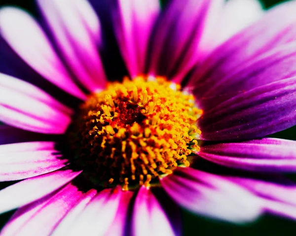 과테말라 자연의 와선을 추상적 무늬를 이루는 꽃들의 매크로 이미지 — 스톡 사진