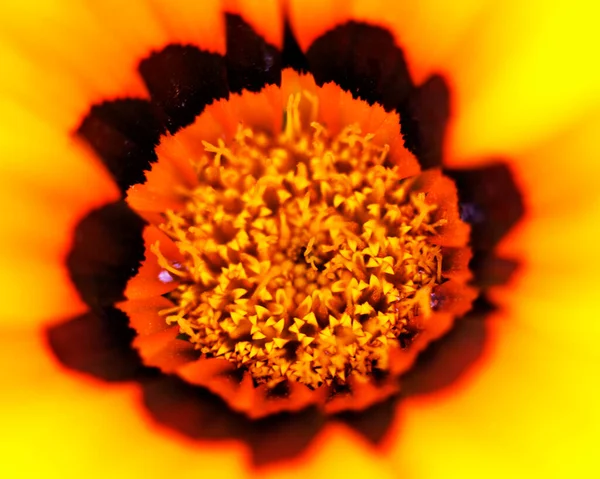 과테말라 자연의 와선을 추상적 무늬를 이루는 꽃들의 매크로 이미지 — 스톡 사진