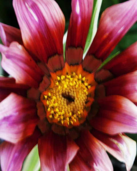 Makroaufnahme Bunter Blumen Die Abstrakte Hintergründe Bilden Und Muster Und — Stockfoto