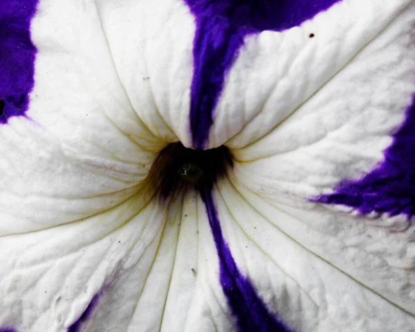 Makro Obraz Barevných Květin Tvořících Abstraktní Pozadí Vzory Zobrazující Vzory — Stock fotografie