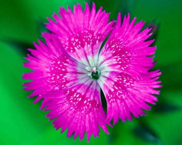 Renkli Çiçeklerin Makro Görüntüsü Soyut Arka Planlar Oluşturuyor Doğadaki Desenleri — Stok fotoğraf