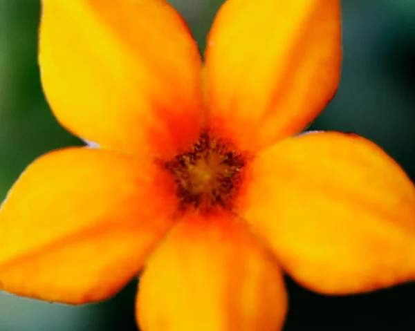危地马拉阿蒂特兰湖中彩色花朵的宏观形象 形成了抽象的背景和图案 展示了自然的模式和线条 — 图库照片