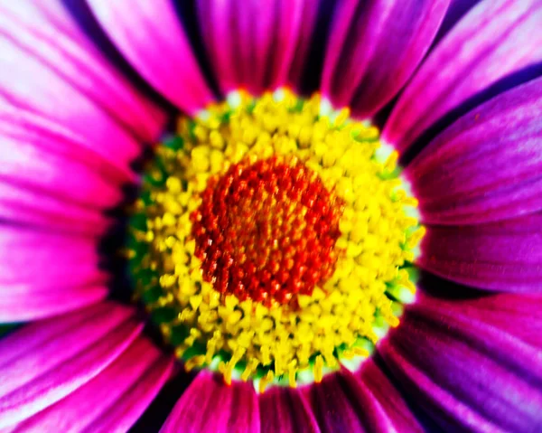 Macro Image Colorful Flowers Forming Abstract Backgrounds Designs Showing Patterns — Stock Photo, Image