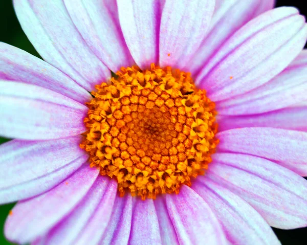 Makroaufnahme Bunter Blumen Die Abstrakte Hintergründe Bilden Und Muster Und — Stockfoto