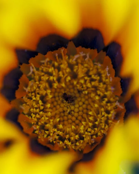 Makroaufnahme Bunter Blumen Die Abstrakte Hintergründe Bilden Und Muster Und — Stockfoto