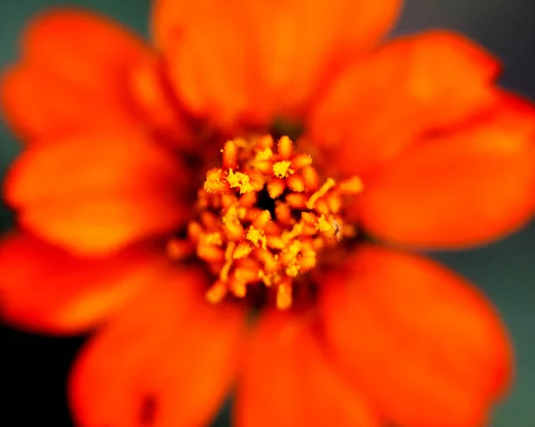 Makroaufnahme Bunter Blumen Die Abstrakte Hintergründe Bilden Und Muster Und — Stockfoto