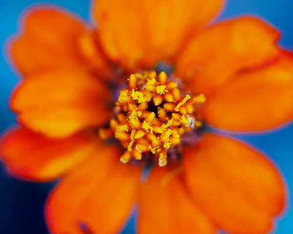 Makroaufnahme Bunter Blumen Die Abstrakte Hintergründe Bilden Und Muster Und — Stockfoto