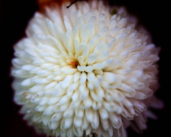 Macro Imagen Flores Colores Que Forman Fondos Abstractos Diseños Que —  Fotos de Stock