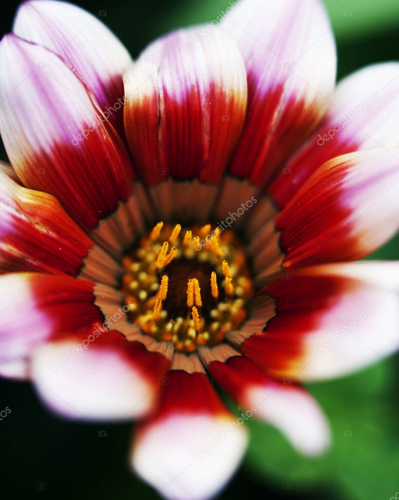 Macro image of colorful flowers forming abstract backgrounds and designs showing patterns and lines in nature Lake Atitlan, Guatemala.