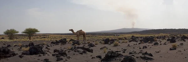 Landskap Panorama Utsikt Över Erta Ale Vulkan Med Kamel Förgrunden — Stockfoto