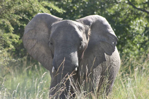 Retrato Cerca Del Elefante Salvaje Loxodonta Africana Mirando Cámara Dentro —  Fotos de Stock