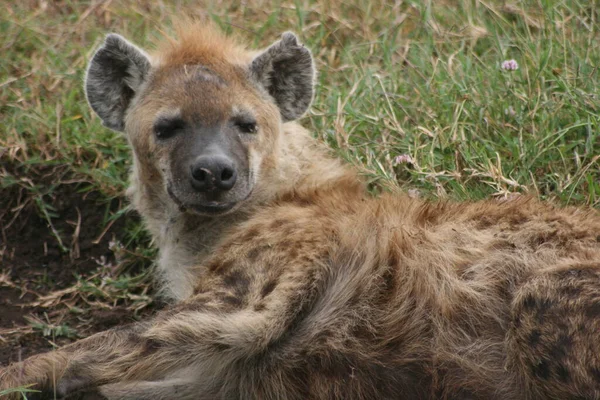 Κοντινό Πορτραίτο Μιας Νεαρής Spotted Hyena Crocuta Crocuta Που Αναπαύεται — Φωτογραφία Αρχείου